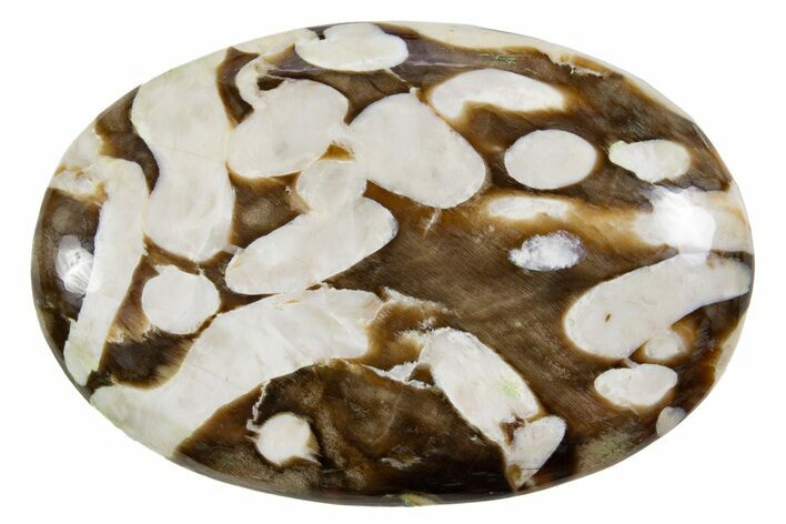 Polished Petrified Peanut Wood - Australia #341888